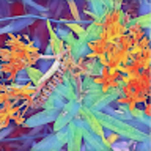 Meet your Posher, Farell